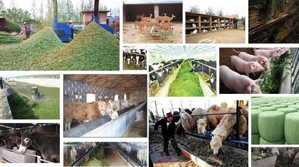 制作黃貯飼料 青飼料發(fā)酵劑的科學(xué)用量指南